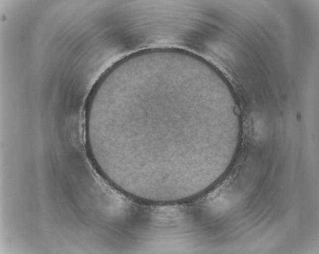 X0000070401126200607072237