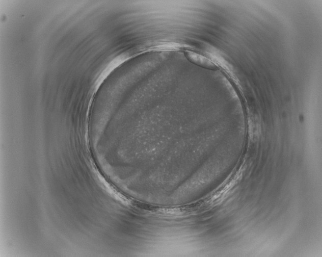 X0000070401194200607072236