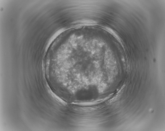 X0000070401243200607072236