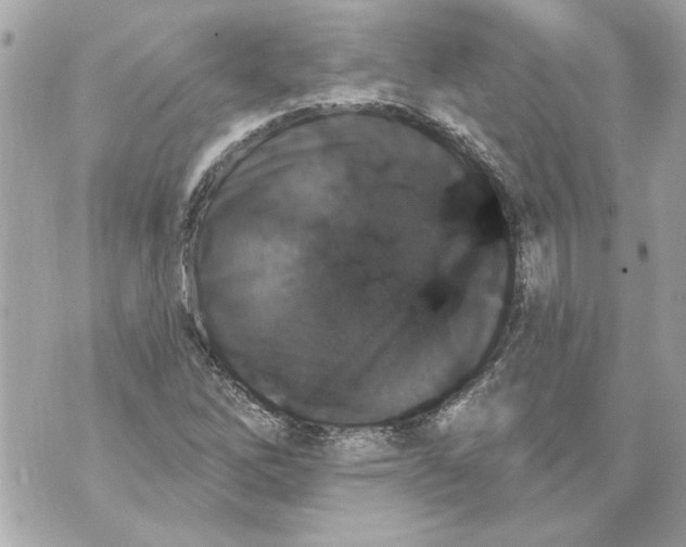 X0000070401262200607072235