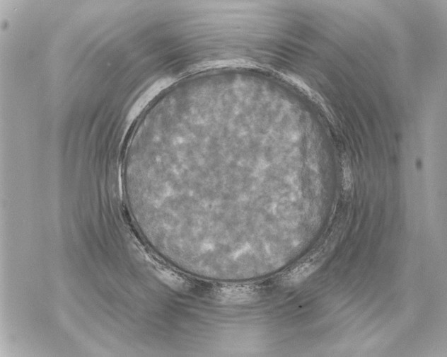 X0000070401274200607072235