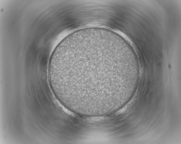 X0000070401294200607072235