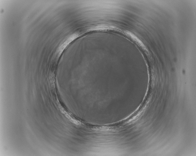 X0000070401329200607072234