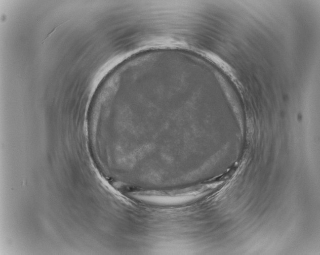 X0000070401335200607072234