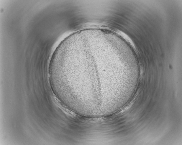 X0000070401435200607072233