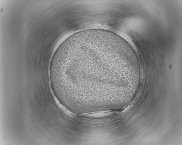 X0000070401439200607072233