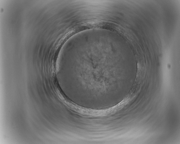 X0000070410048200606091202