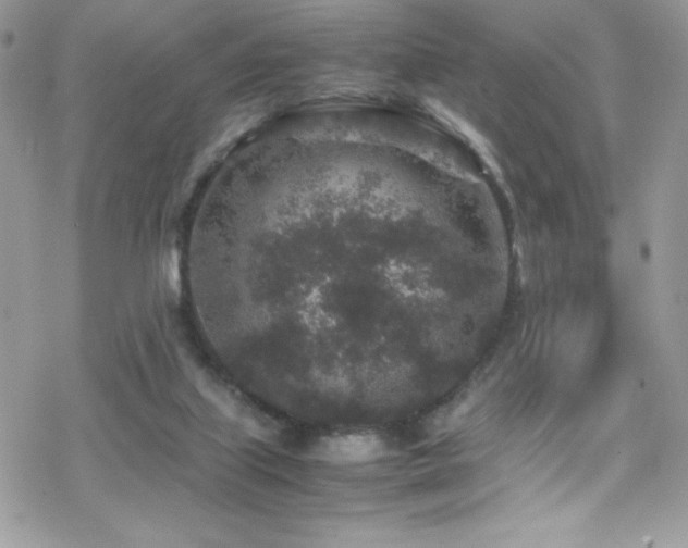 X0000070410067200606091202