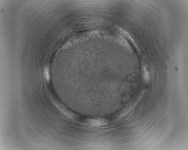 X0000070410069200606091202