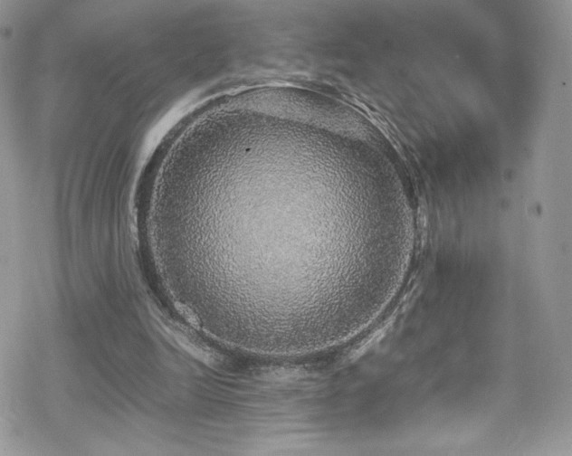 X0000070410246200606091158