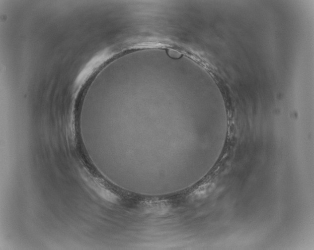 X0000070410296200606091158