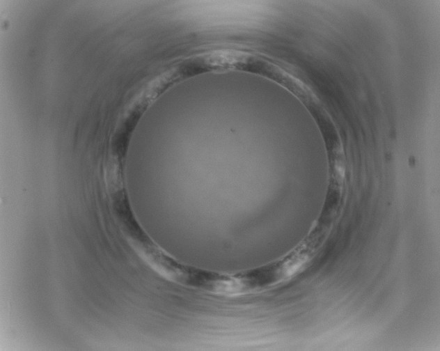 X0000070410411200606091156