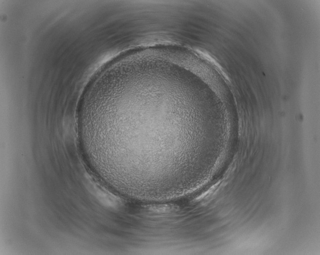 X0000070410439200606091155