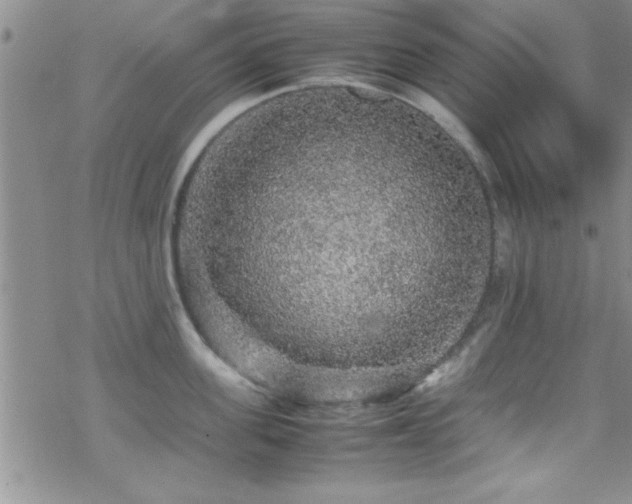 X0000070410955200606091148