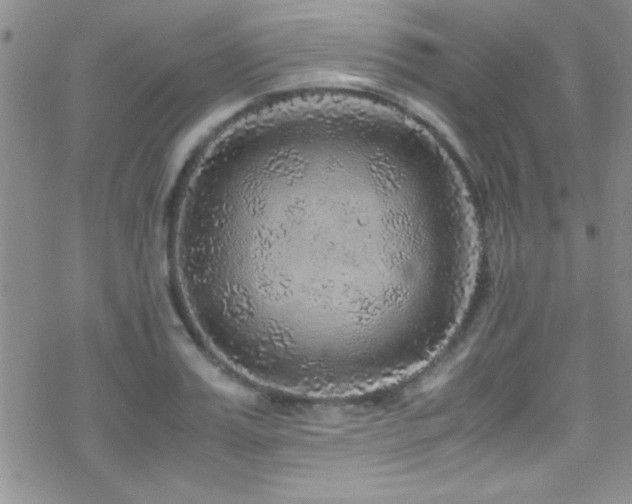 X0000070410987200606091147