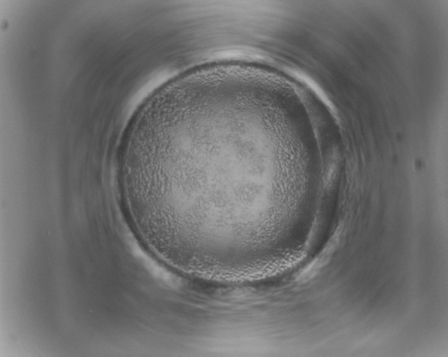 X0000070410991200606091147