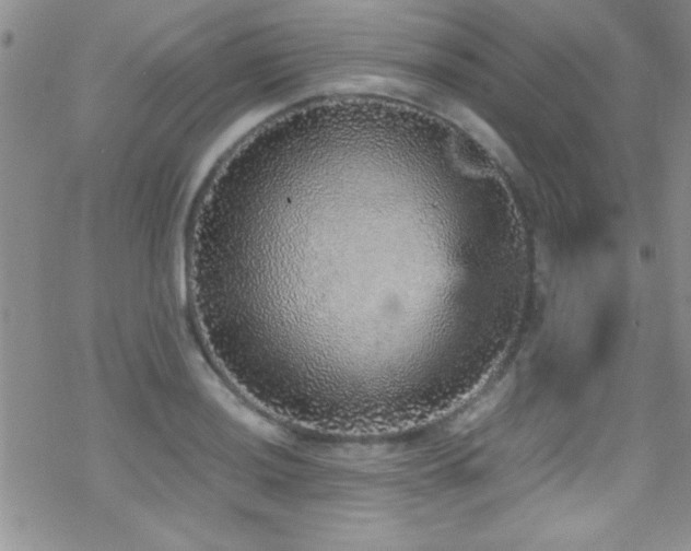 X0000070411036200606091146