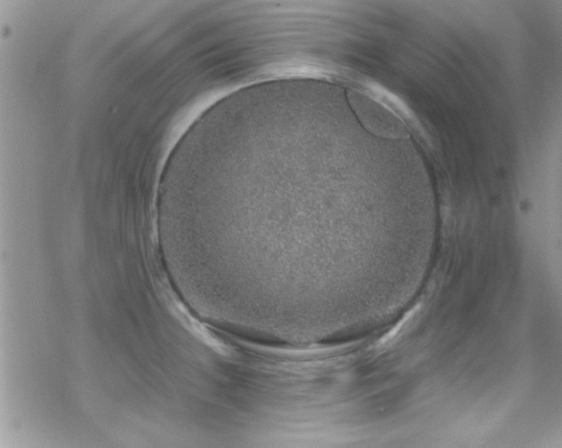 X0000070411236200606091143