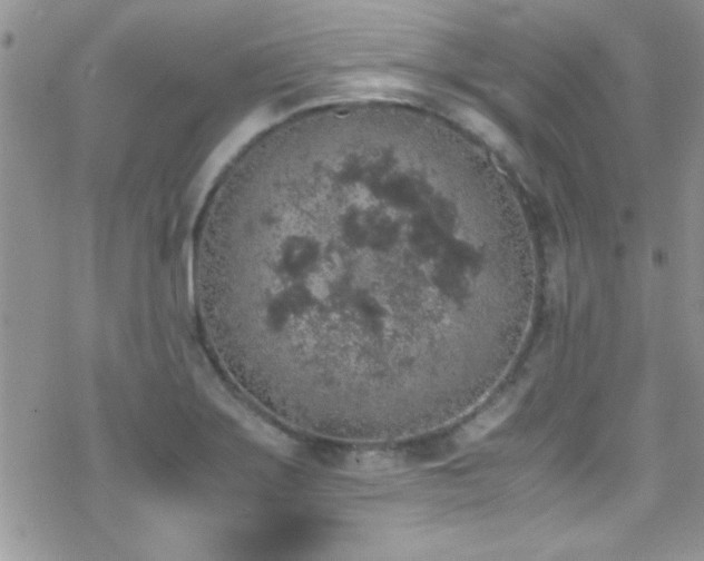 X0000070411275200606091142