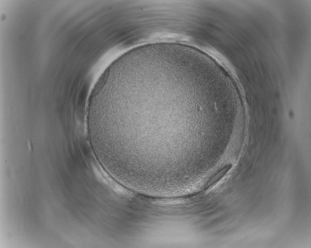 X0000070411296200606091142