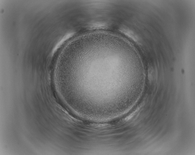 X0000070411309200606091141