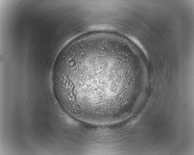 X0000070410983200606121325