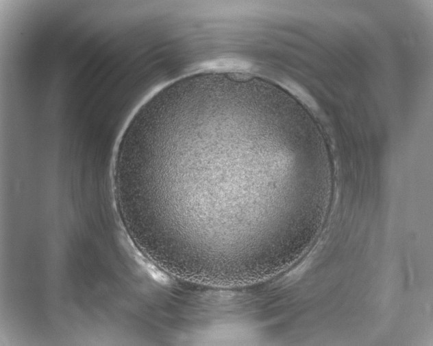 X0000070411248200606121321