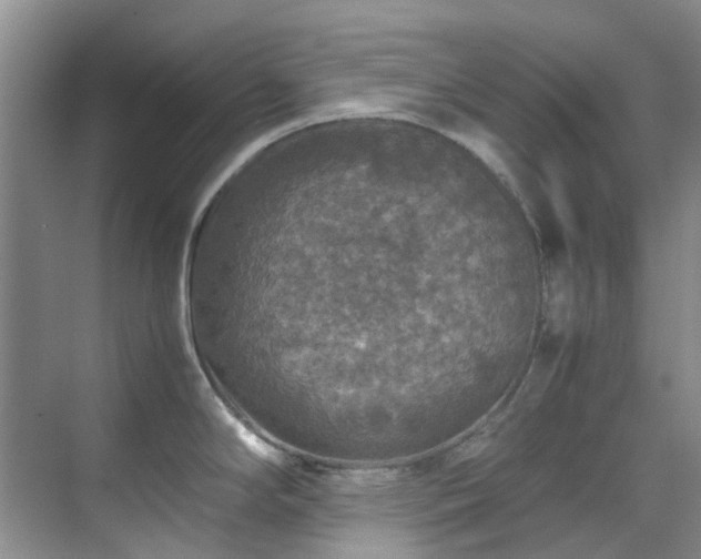 X0000070411294200606121320