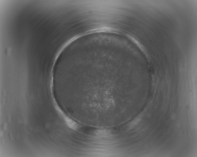 X0000070411418200606121318