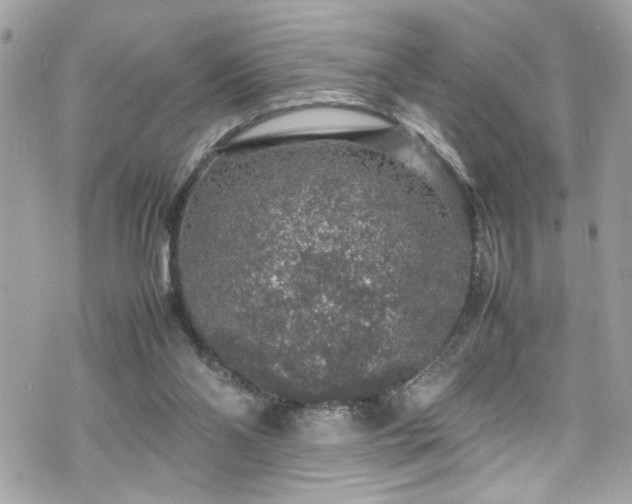 X0000070410110200606161421