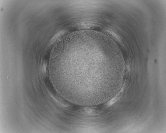 X0000070410166200606161420