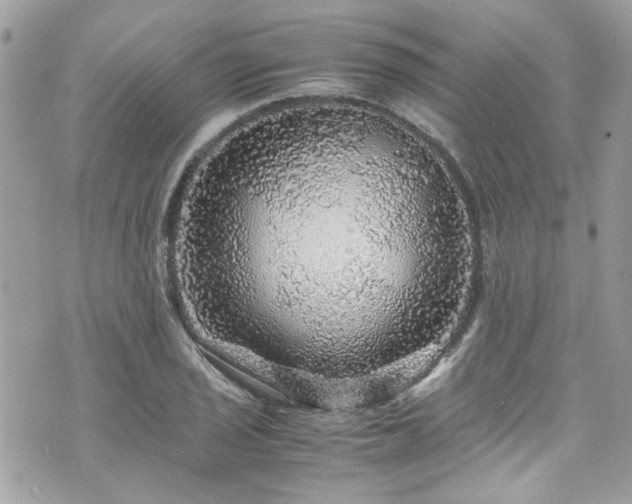 X0000070411029200606161406