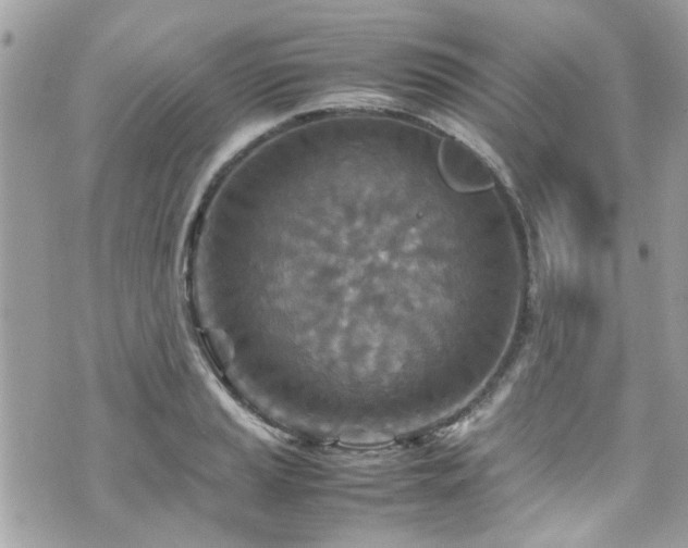 X0000070411037200606161406