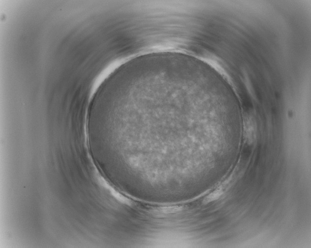 X0000070411294200606161401