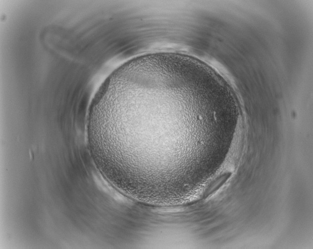 X0000070411296200606161401