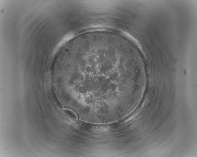 X0000070411411200606161359