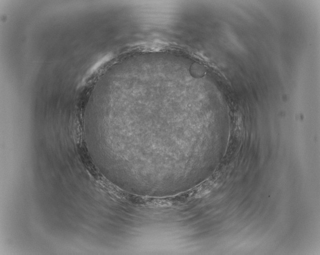 X0000070411446200606161359