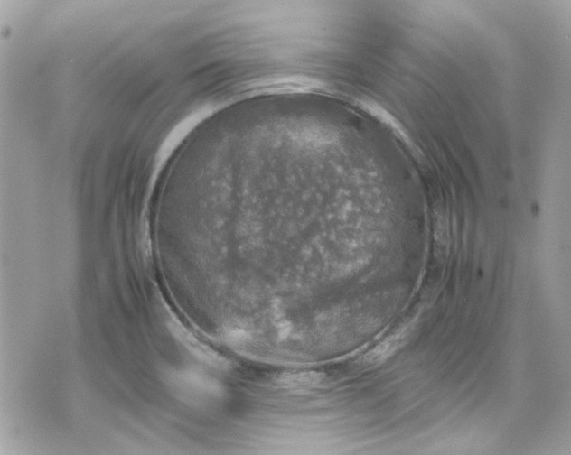 X0000070411466200606161358