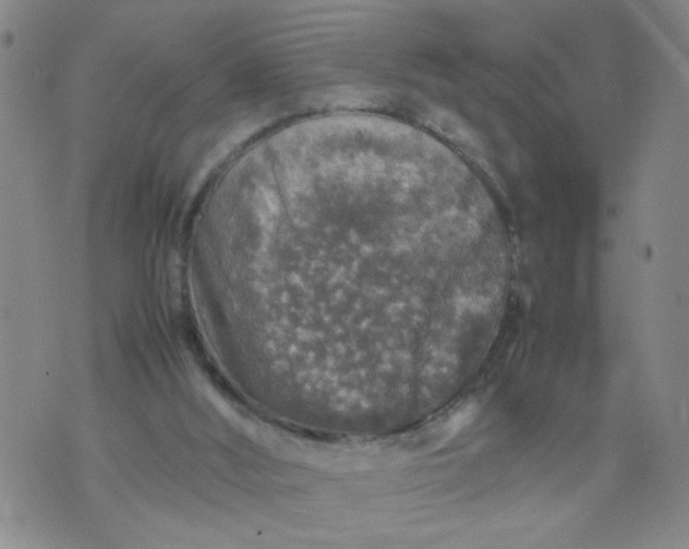 X0000070410012200606231839