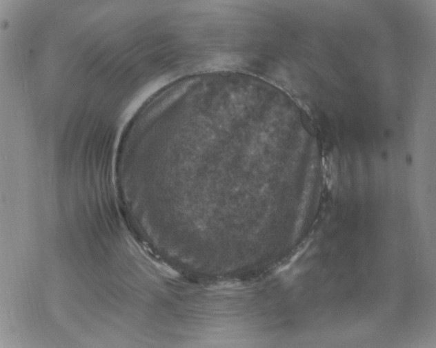 X0000070410196200606231836