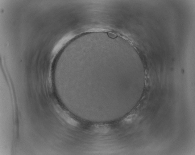 X0000070410296200606231835