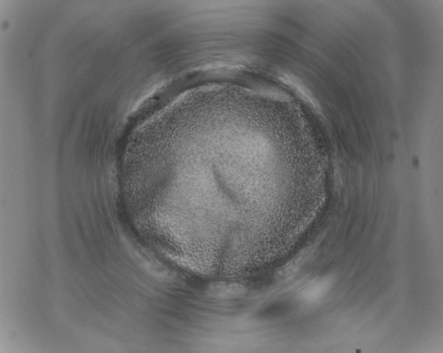 X0000070410354200606231834