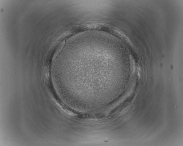 X0000070410593200606231830