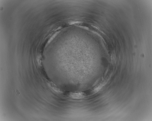 X0000070410671200606231829