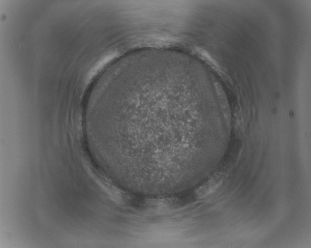 X0000070410679200606231829