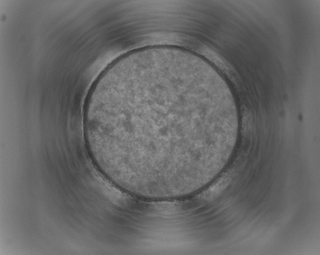 X0000070410836200606231826