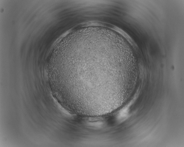 X0000070410857200606231826