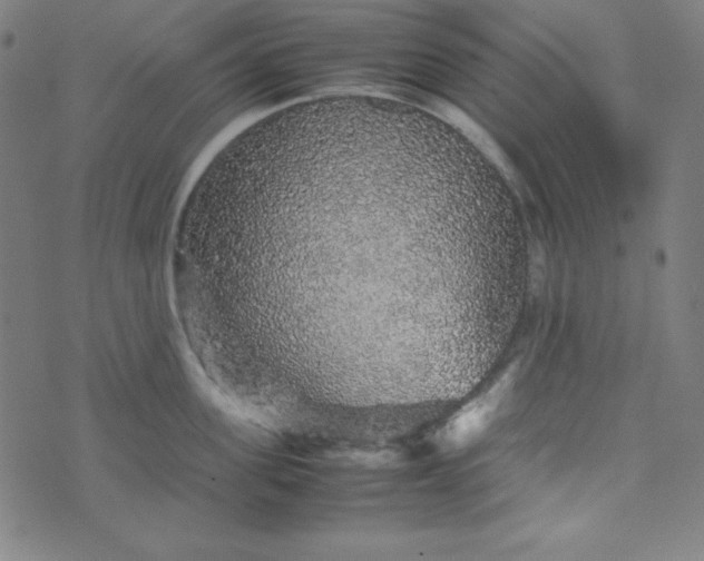 X0000070410955200606231825