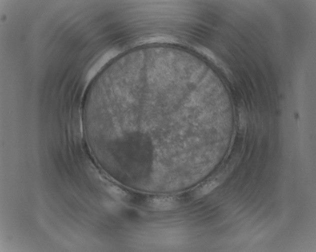 X0000070411274200606231819