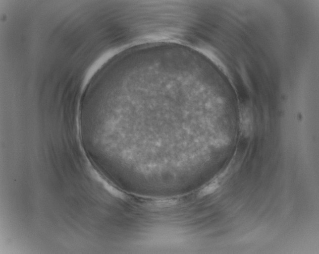 X0000070411294200606231819